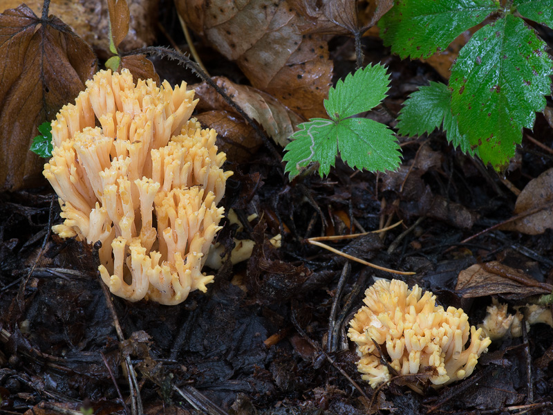 Ramaria aurea